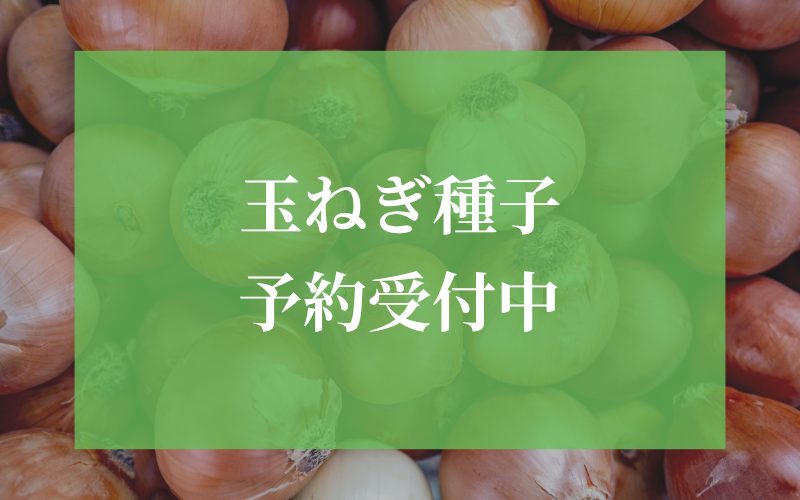 玉ねぎ種子予約受付中