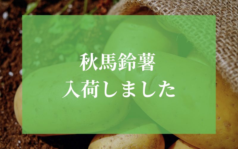 秋馬鈴薯入荷しました
